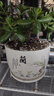九千谷陶瓷花盆大號 蘭1個(gè)裝 家用綠植綠蘿發(fā)財樹(shù)花盆創(chuàng  )意簡(jiǎn)約中式3895 曬單實(shí)拍圖