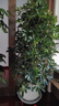 愛(ài)優(yōu)尚幸福樹(shù)盆栽客廳室內大型綠植辦公室喬遷新家綠寶凈化空氣源頭直發(fā) 曬單實(shí)拍圖