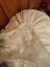 臺前羽絨之鄉國標散裝95大朵白鵝絨清水大朵白鴨絨羽絨服被羽絨填 精品90大朵白鴨絨(抗菌水洗) 100g 曬單實(shí)拍圖