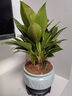 想開(kāi)大葉綠公主金鉆盆栽辦公室內客廳四季常綠好養易活植物桌面綠植 【房間推薦】金鉆+粉青602 曬單實(shí)拍圖