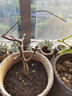 海棠花盆栽帶花苞樹(shù)苗老樁盆景庭院好養四季陽(yáng)臺植物室內花卉綠植 五年苗花期帶花苞 曬單實(shí)拍圖