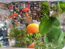 瘋狂水草浮萍水草魚(yú)缸造景水生植物古法魚(yú)缸水草真水草凈化1 源頭直發(fā)包郵 曬單實(shí)拍圖