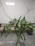 年宵花富貴竹春節水養花卉轉運竹水培植物盆栽過(guò)年裝飾年貨綠植 10枝-65cm富貴竹 標準 曬單實(shí)拍圖