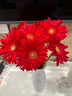 弗朗花非洲菊太陽(yáng)花仙氣粉色花頭鮮切花家庭水養居家插瓶裝飾鮮花 非洲菊-紅色系10枝 曬單實(shí)拍圖