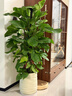 臨雅綠蘿柱盆栽客廳大型綠植室內除甲醛好養1.4-1.5m白波紋盆源頭直發(fā) 曬單實(shí)拍圖
