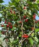 博傾城四川小櫻桃果樹(shù)苗瑪瑙紅鷹嘴櫻桃樹(shù)苖地栽中國紅櫻桃早熟南方種植 8年大苗結果多多 不含盆 曬單實(shí)拍圖