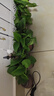 綠蘿盆栽室內客廳綠植花卉 家用凈化空氣綠籮植物吸除甲醛吊蘭 高20CM【綠加侖吸水】10盆+5肥 曬單實(shí)拍圖
