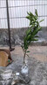沙糖桔樹(shù)苗地栽盆栽南方北方種植橘子樹(shù)苗柑桔果樹(shù)果苗嫁接砂糖橘 3年苗大促銷(xiāo)當年結果【基地直銷(xiāo) 成活高】 曬單實(shí)拍圖