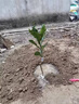 柚子樹(shù)苗紅心紅肉蜜柚嫁接三紅蜜柚果樹(shù)果苗南方北方種植當年結果 紅心蜜柚5年苗現挖帶土帶葉發(fā)貨（當年結果） 81cm(含)-110cm(含) 曬單實(shí)拍圖