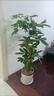 愛(ài)優(yōu)尚步步高發(fā)財樹(shù)開(kāi)業(yè)送禮喬遷新居單桿多桿發(fā)財樹(shù)大型綠植源頭直發(fā) 曬單實(shí)拍圖