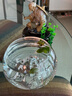 貝初眾魚(yú)缸家用小型玻璃魚(yú)缸生態(tài)圓形魚(yú)缸一體缸桌面造景金魚(yú)斗魚(yú)魚(yú)缸 【16*13*11cm】冰山玻璃魚(yú)缸 經(jīng)久耐用 一體成型 曬單實(shí)拍圖