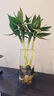 花翁水培綠植物招財轉運室內水養花卉盆栽文昌竹4支(50-60cm)源頭直發(fā) 曬單實(shí)拍圖