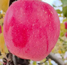 產(chǎn)地直采 甘肅秦安霜降富士蘋(píng)果4粒 約900g 曬單實(shí)拍圖