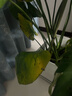 嘆為觀(guān)止大型植物發(fā)財樹(shù)各種大顆盆栽開(kāi)業(yè)喬遷客廳辦公室內好養大型花卉 龜背竹【1-1.2米】 含盆 曬單實(shí)拍圖