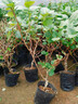 紅心軟棗獼猴桃樹(shù)果苗彌獼猴桃苗嫁接南北方種植獼猴桃苗當年結果 黃金5年精選苗（買(mǎi)1送1）種下2個(gè)月結果 80cm(含)-89cm(含) 曬單實(shí)拍圖
