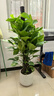 植男植女大葉綠蘿柱辦公室內真盆栽大型客廳落地除甲醛凈空氣綠籮源頭直發(fā) 曬單實(shí)拍圖