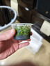 瘋狂水草（FKSC）無(wú)菌杯魚(yú)缸水草造景植物莫斯陰性草缸日本珍珠草魚(yú)缸綠植真水草 日本珍珠草 曬單實(shí)拍圖
