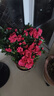 帶花苞杜鵑花盆栽紅粉紫色梅紅西瑪杜鵑四季開(kāi)花室內陽(yáng)臺庭院好養 國旗紅杜鵑冠40-50CM高45左右【開(kāi)花效果好】 帶花苞發(fā)貨【10月-4月】 曬單實(shí)拍圖