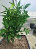 贛南臍橙苗嫁接紐荷爾臍橙苗血橙南方北方種植果樹(shù)苗橙子樹(shù)苗 3年優(yōu)質(zhì)苗適合大量種植【基地現挖 成活高】 曬單實(shí)拍圖