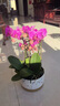 卉優(yōu)蝴蝶蘭盆栽帶花帶花劍室內客廳辦公桌門(mén)店開(kāi)業(yè)送禮年宵花鮮花卉 紫花8枝蝴蝶蘭《大理石紋塑脂盆》 帶花苞發(fā)貨【贈馬年精美掛飾】 曬單實(shí)拍圖