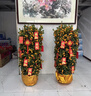 卉優(yōu)四季金桔樹(shù)盆栽可食用帶果橘子樹(shù)苗室內客廳大型綠植年桔年宵花卉 爆果年宵金桔120-130cm（金布袋）送紅包燈籠 曬單實(shí)拍圖