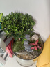 OIMG【年年有魚(yú)】創(chuàng  )意桌面微景觀(guān)成品綠植造景辦公室養魚(yú)觀(guān)賞擺件禮物 年年有魚(yú)（不含魚(yú)蟹） 成品發(fā)貨 曬單實(shí)拍圖