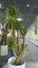 嘆為觀(guān)止 大型盆栽 單桿辮子發(fā)財樹(shù)天堂鳥(niǎo)綠蘿散尾葵辦公室內開(kāi)業(yè)喬遷禮品 多頭龍血樹(shù)1.3-1.5米【鉆石盆】 含盆 曬單實(shí)拍圖