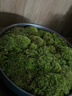 高端草皮鮮活苔蘚微景觀(guān)植物盆景盆栽水陸缸假山造景材料短絨青苔 特級短絨蘚(13*8cm)2片 曬單實(shí)拍圖