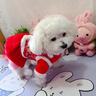 嬉皮狗（hipidog）小狗狗唐裝宮廷風(fēng)新年裙子小型幼犬比熊泰迪喜慶過(guò)年寵物加厚衣服 德羅紅 M （建議體重5-8斤） 曬單實(shí)拍圖