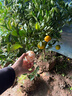 傾潤新品種青皮蜜桔苗 日南一號桔苗早熟青柑橘苗 嫁接無(wú)核蜜桔子樹(shù)苗 6年苗當年結果豐產(chǎn) 111cm(含)-140cm(含) 曬單實(shí)拍圖