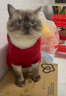 ZEZE新年絞花針織衫貓貓衣服冬季保暖貓咪休閑泰迪比熊小狗衣服秋冬款 絞花針織毛衣（紅) L 【10-14斤適用】 貓狗通用 曬單實(shí)拍圖
