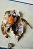 3斤全母梭子蟹連云港梭子蟹冷凍海螃蟹大海蟹母蟹蘭花蟹飛蟹白蟹 3斤單凍母(8-9只左右） 曬單實(shí)拍圖