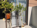 愛(ài)優(yōu)尚香水檸檬樹(shù)盆栽綠植大型室內客廳植物吸甲醛陽(yáng)臺四季好養源頭直發(fā) 曬單實(shí)拍圖