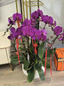 鮮花情大花蝴蝶蘭盆栽帶花盆【專(zhuān)人送花】喬遷禮物送爸媽長(cháng)輩同事 8株紫色蝴蝶蘭裝飾隨機-底盆隨機可選 今日達-同城配送到家-可預定 曬單實(shí)拍圖