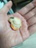 初鮮大號冷凍帶黃扇貝肉凈重2斤約80-120顆燒烤火鍋食材海鮮年貨送禮 曬單實(shí)拍圖