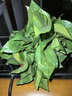雙盟綠蘿盆栽除甲醛花卉綠植辦公室新房?jì)艋諝?60加高4盆裝源頭直發(fā) 曬單實(shí)拍圖