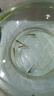 寵小俠鳑鲏?mèng)~(yú)七彩旁皮冷水魚(yú)活體好養淡水觀(guān)賞魚(yú)原生小型魚(yú)苗除藻群游魚(yú) 練手2cm 6條鳑鲏（5送1備損） 曬單實(shí)拍圖