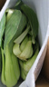 格沃斯（GEWOSI）上海青菜小油菜小青菜新鮮蔬菜農家自種小白菜火鍋青菜現摘現發(fā) 1斤上海青 曬單實(shí)拍圖