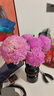 青花瓷牡丹菊鮮花云南基地直發(fā)鮮切花插花藍色菊花鮮花花束花期長(cháng) 淺粉色牡丹菊5支 曬單實(shí)拍圖