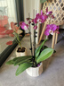 年宵花蝴蝶蘭室內花卉盆栽綠植客廳四季開(kāi)花春節年貨裝飾過(guò)年擺件 粉色系3劍蝴蝶蘭【品種隨機】北歐盆 曬單實(shí)拍圖