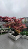 日本紅楓樹(shù)苗四季紅舞姬室外中國紅楓樹(shù)庭院別墅花園綠化植物樹(shù)苗 日本丨紅鏡【北方】2.0公分 不含盆 曬單實(shí)拍圖
