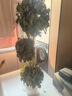 植男植女幸福樹(shù)造型綠寶盆栽真綠植客廳室內大型綠植辦公喬遷新居源頭直發(fā) 曬單實(shí)拍圖