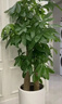Only you【2小時(shí)達】發(fā)財樹(shù)大型盆栽綠植花卉室內客廳辦公室開(kāi)業(yè)喬遷送禮 步步高發(fā)財樹(shù) 曬單實(shí)拍圖
