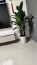 植男植女天堂鳥(niǎo)盆栽客廳室內好養大型落地真綠植辦公室大葉植物源頭直發(fā) 曬單實(shí)拍圖