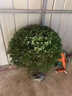 翩然小葉女貞球苗四季常青庭院綠化金葉女貞球樹(shù)苗球形樹(shù)耐寒耐凍苗木 小葉女貞球60cm冠幅/高60cm左右 帶土球 曬單實(shí)拍圖