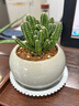 仙人掌盆栽紅太陽(yáng)仙人球室內多肉植物玉露辦公室桌面耐旱好養綠植 萬(wàn)重山+冰裂淺青白 含盆 + 塑料托 曬單實(shí)拍圖