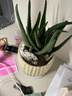 花翁盆栽室內凈化空氣花卉綠植物多肉 美人蘆薈（糖果瓷盆）源頭直發(fā) 曬單實(shí)拍圖