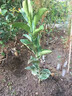柚子樹(shù)苗紅心紅肉蜜柚嫁接三紅蜜柚果樹(shù)果苗南方北方種植當年結果 紅心蜜柚5年苗現挖帶土帶葉發(fā)貨（當年結果） 81cm(含)-110cm(含) 曬單實(shí)拍圖