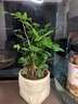 九里香盆栽綠植室內桌面小擺件濃香驅蚊植物四季好養凈化空氣花卉 九里香+米色布袋樹(shù)脂套盆 曬單實(shí)拍圖