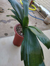 大盆君子蘭盆栽名貴國寶級花卉苗綠植物圓頭和尚室內客廳四季好養 大苗當年開(kāi)花】12-14片葉子+帶土 送肥料 曬單實(shí)拍圖